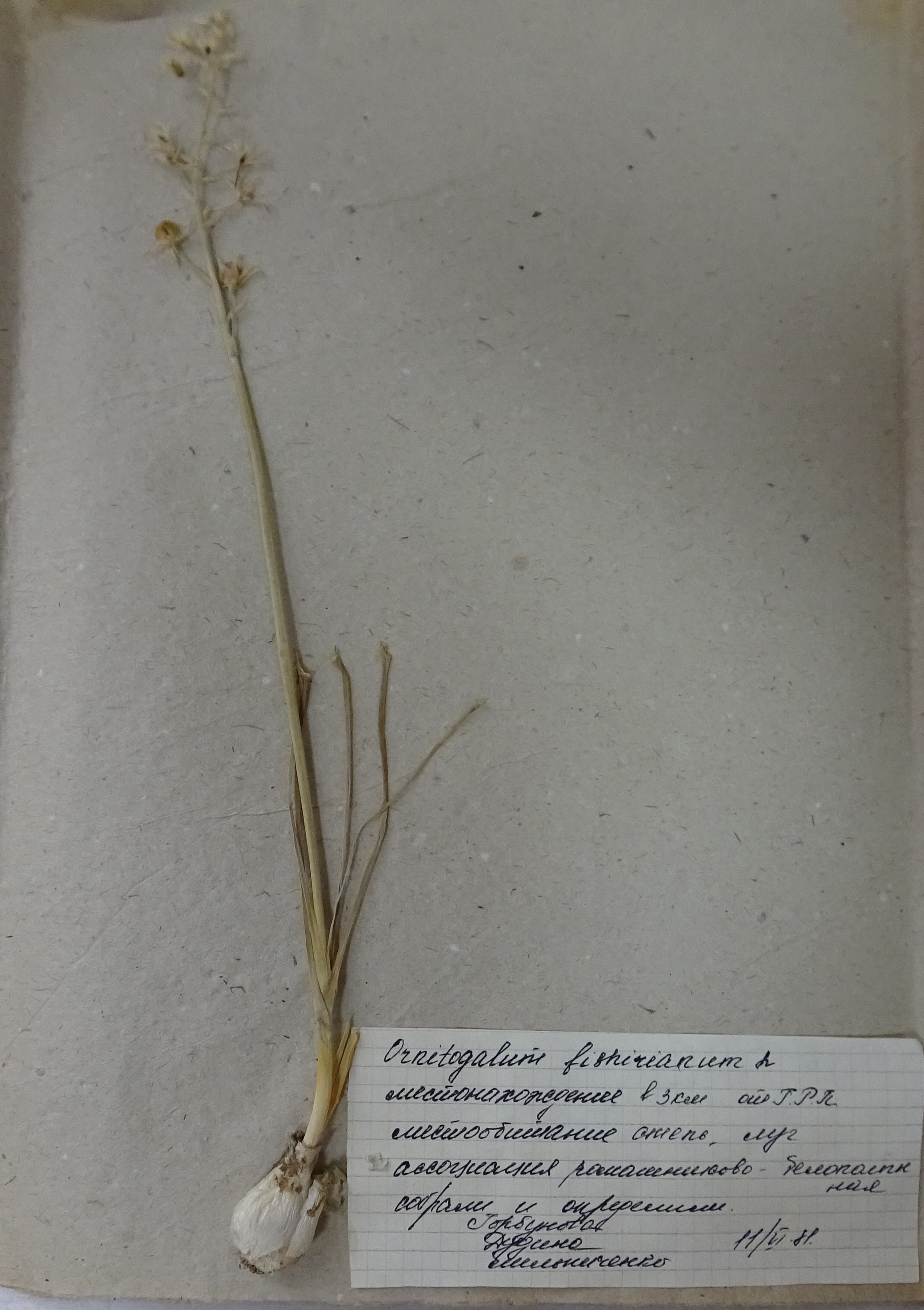 Ornithogalum fischerianum H.Krasch. - Птицемлечник Фишера -Фишер құссүттiгенi  