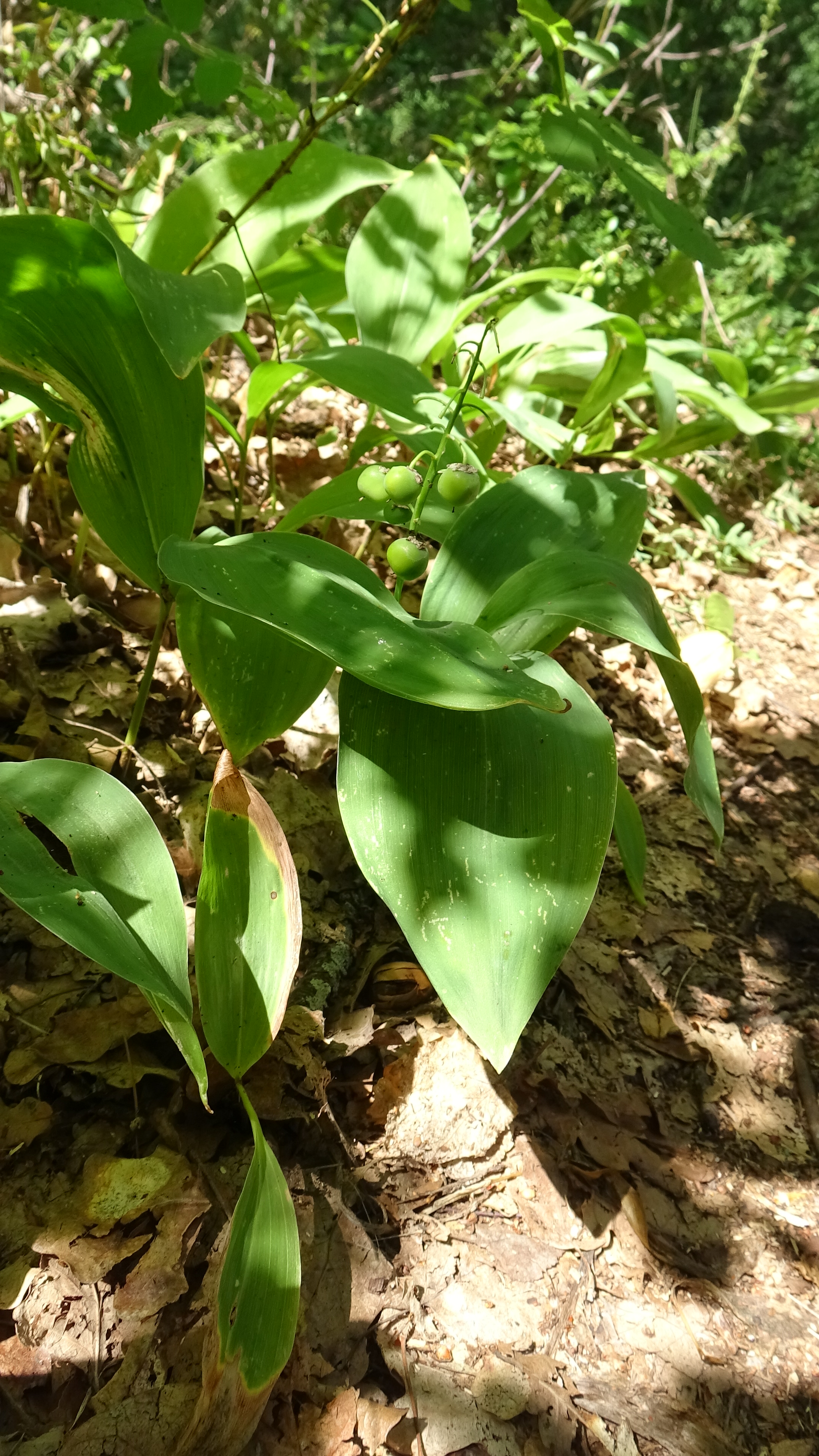 Convallaria majalis L. – Ландыш  майский - Инжигүл