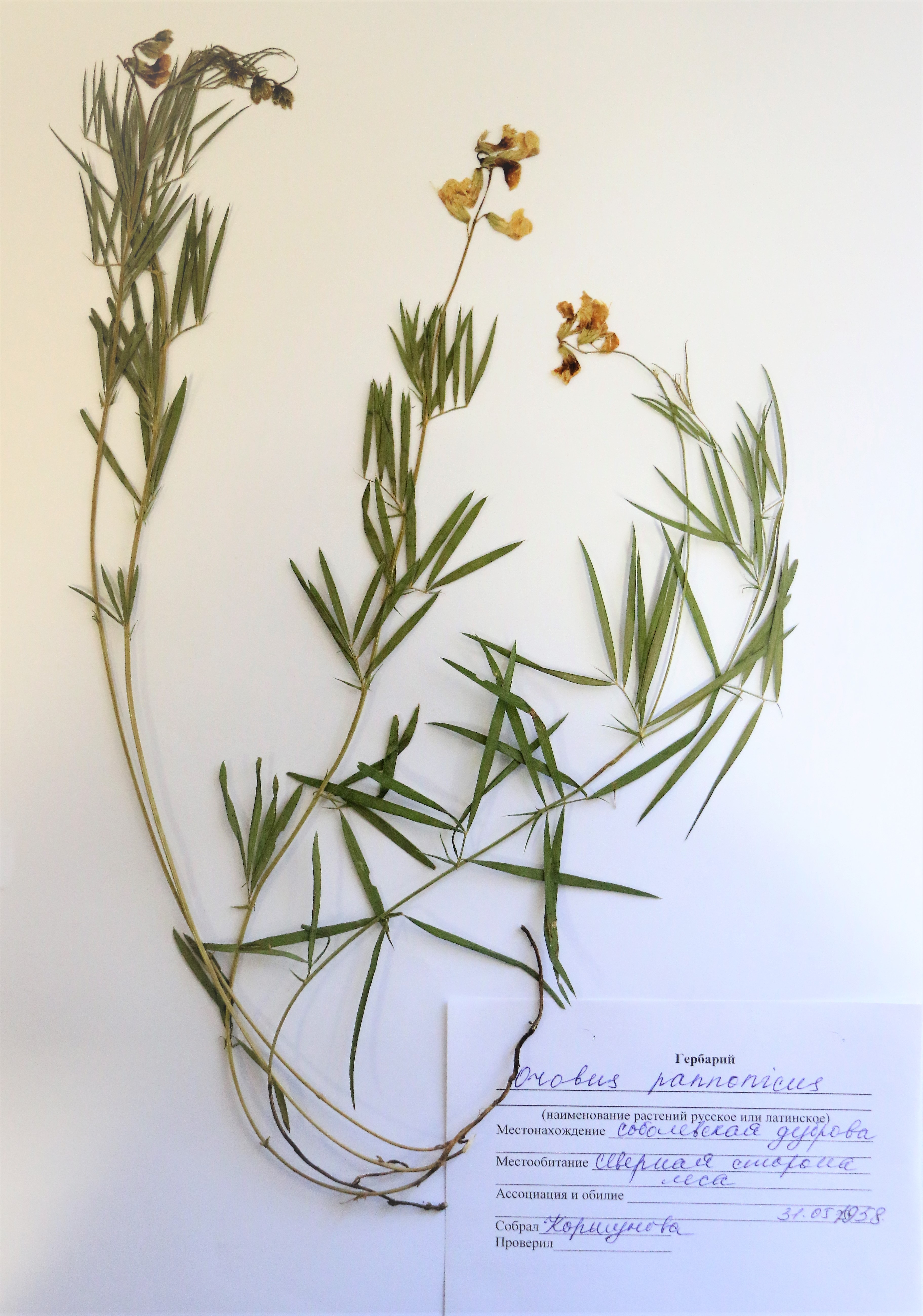 Lathyrus pannonicus  (Jacq.) Garcke - Чина венгерская - Венгер әйкені 