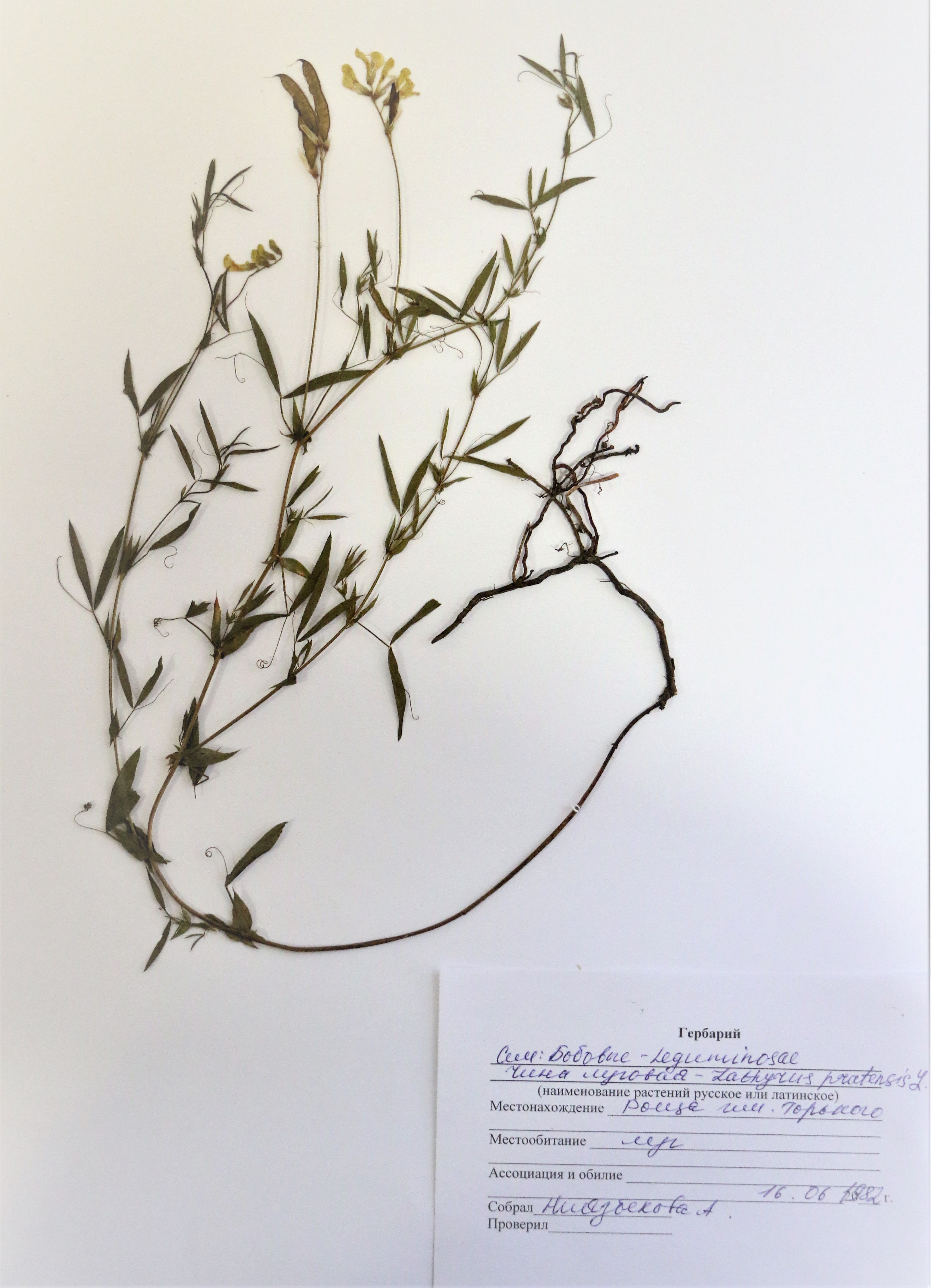 Lathyrus pratensis  L -– Чина луговая