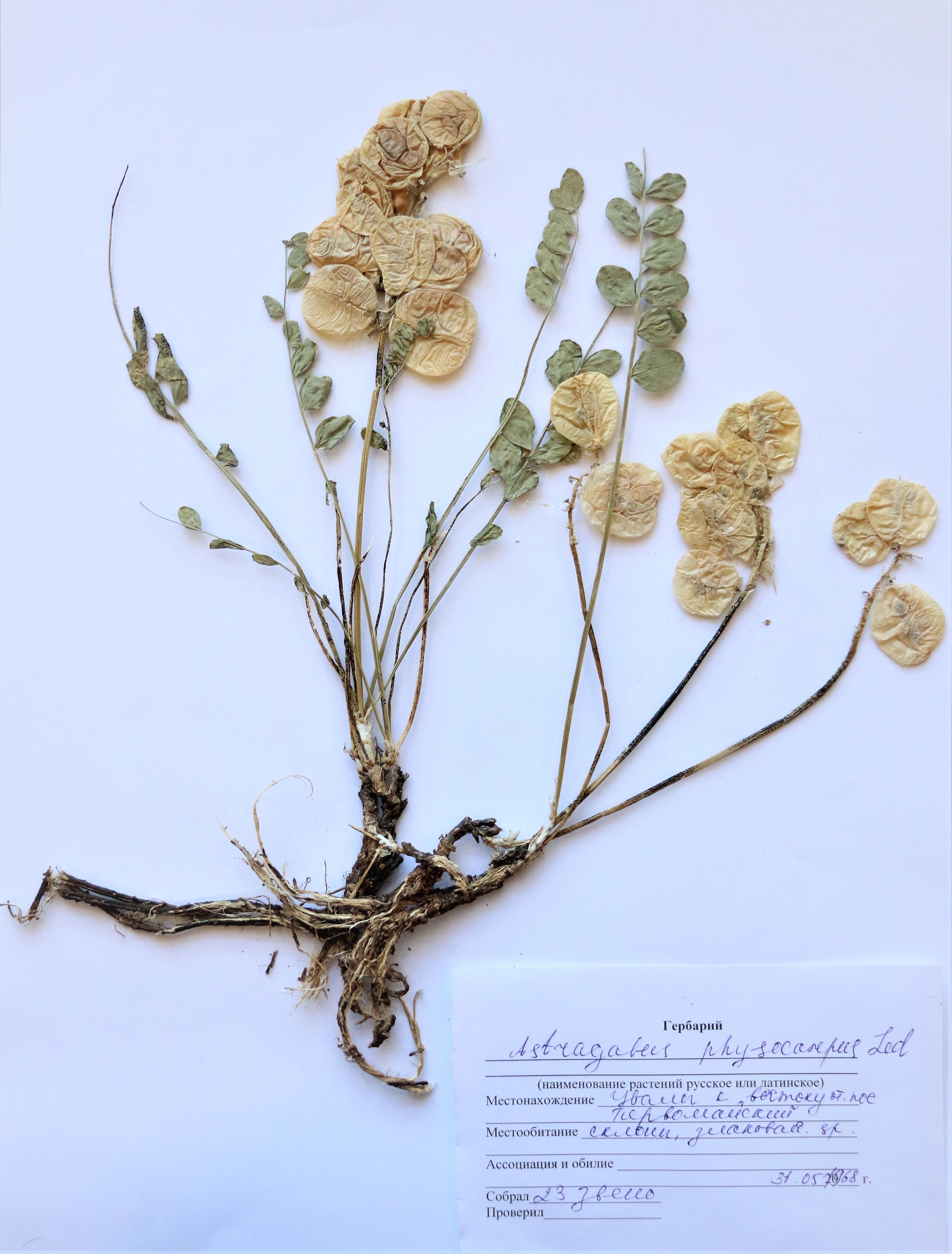 Astragalus physocarpus L.- Астрагал пузырчатоплодный - Үржемісті таспа 