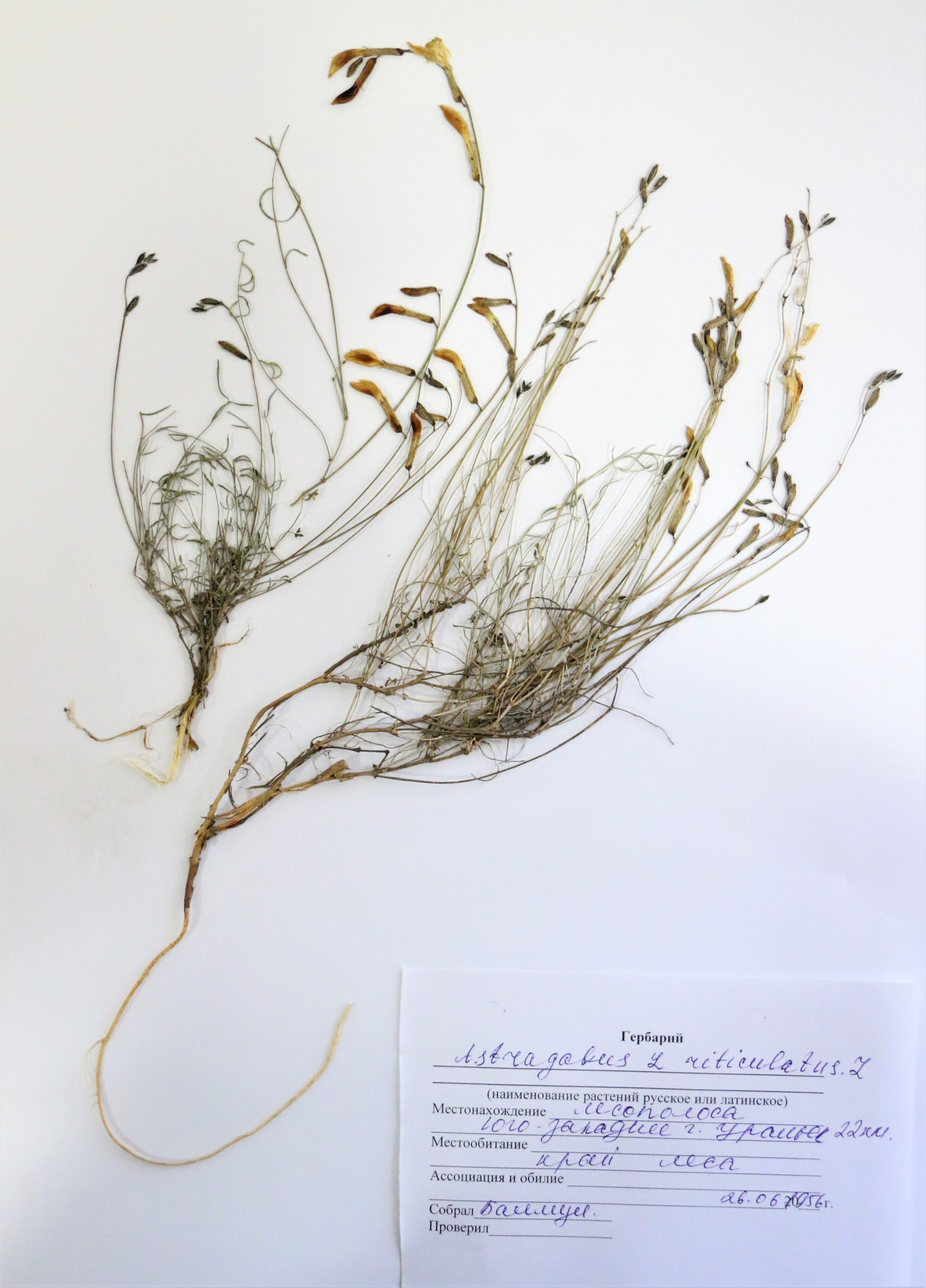 Astragalus reticulatus L- Астрагал сетчатый - Торлы таспа 