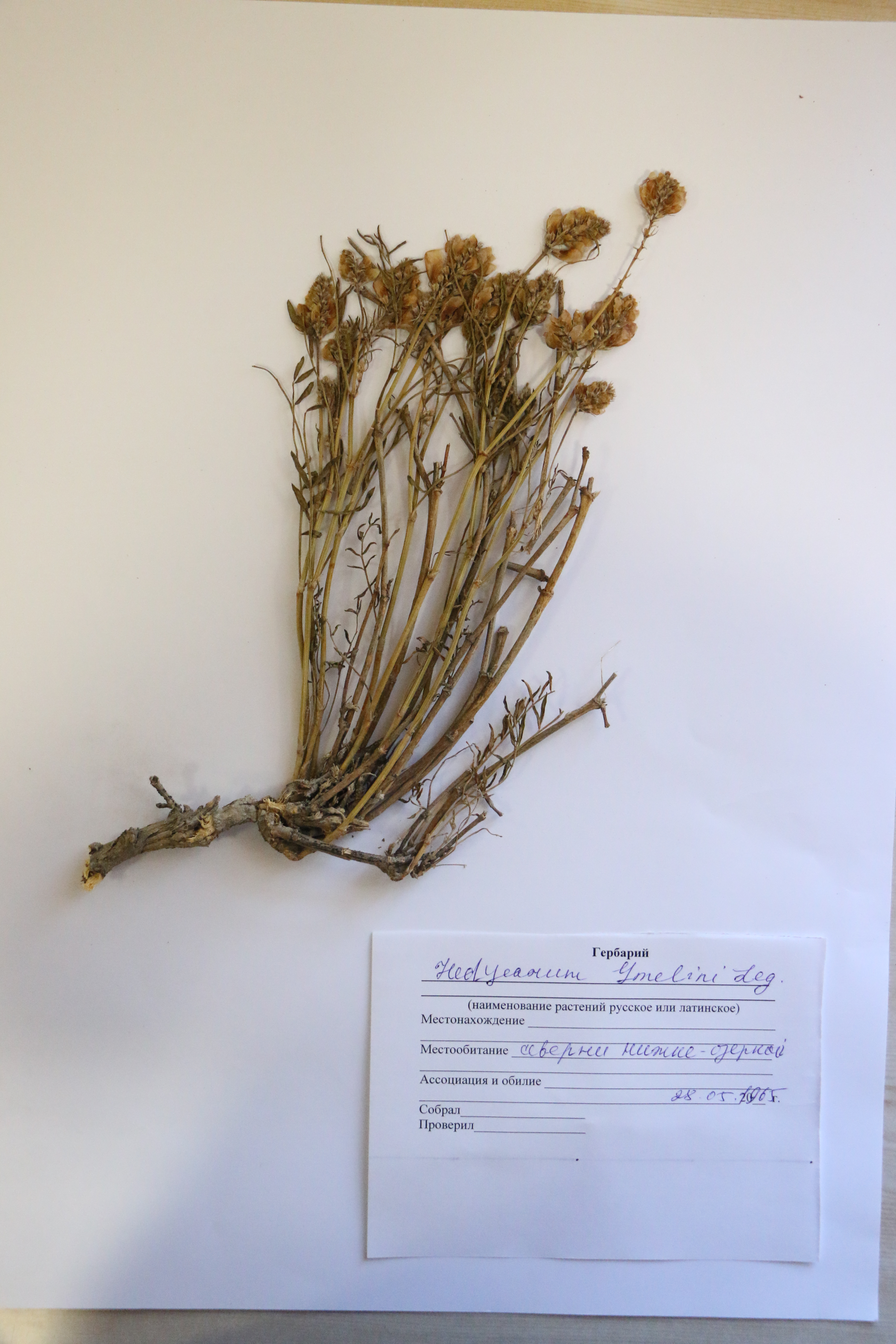 Hedysarum Gmelini Ldb. – Копеечник Гмелина
