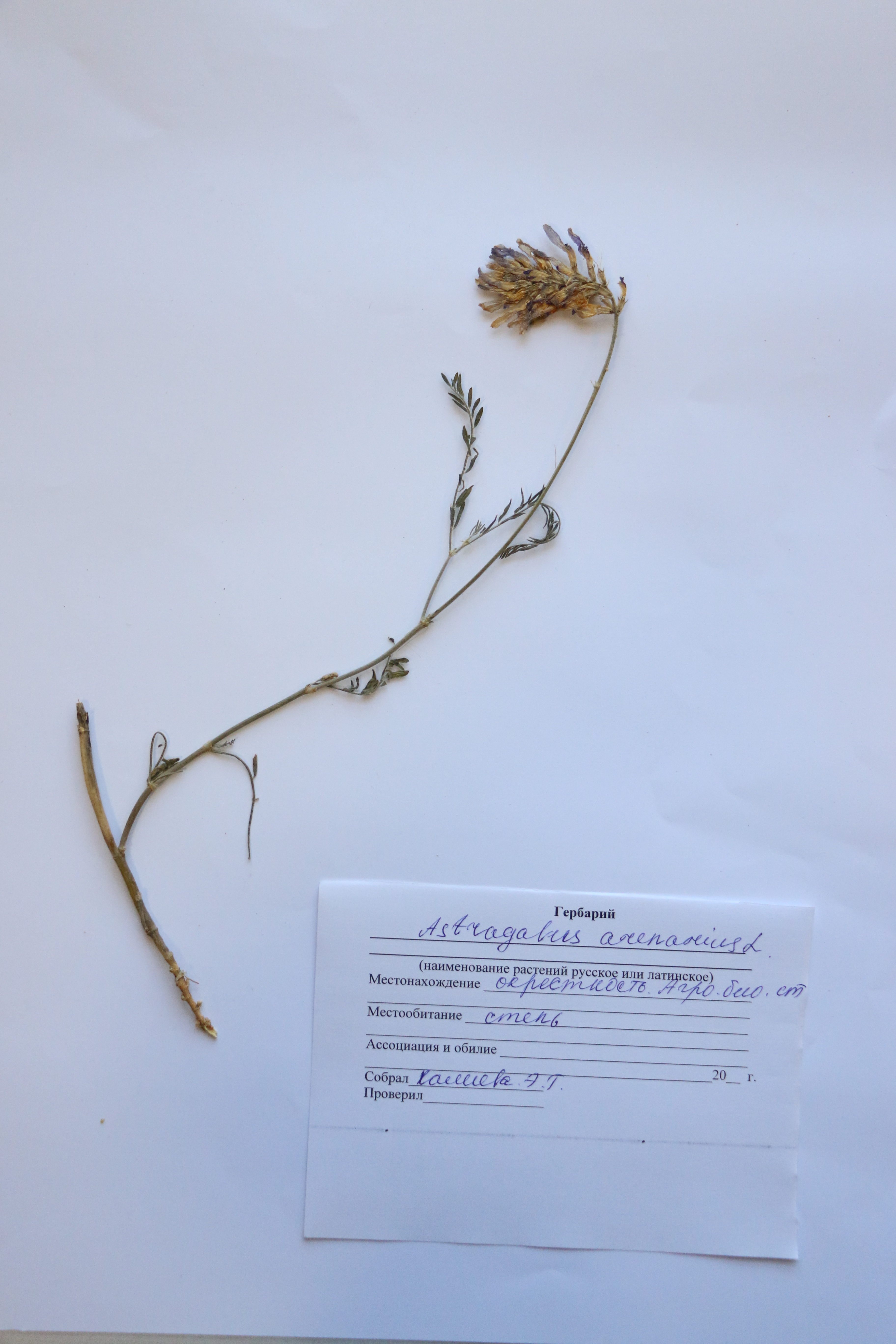 Astragalus arenarius L.- Астрагал  песчаный - Құмды ақшатай таспа 