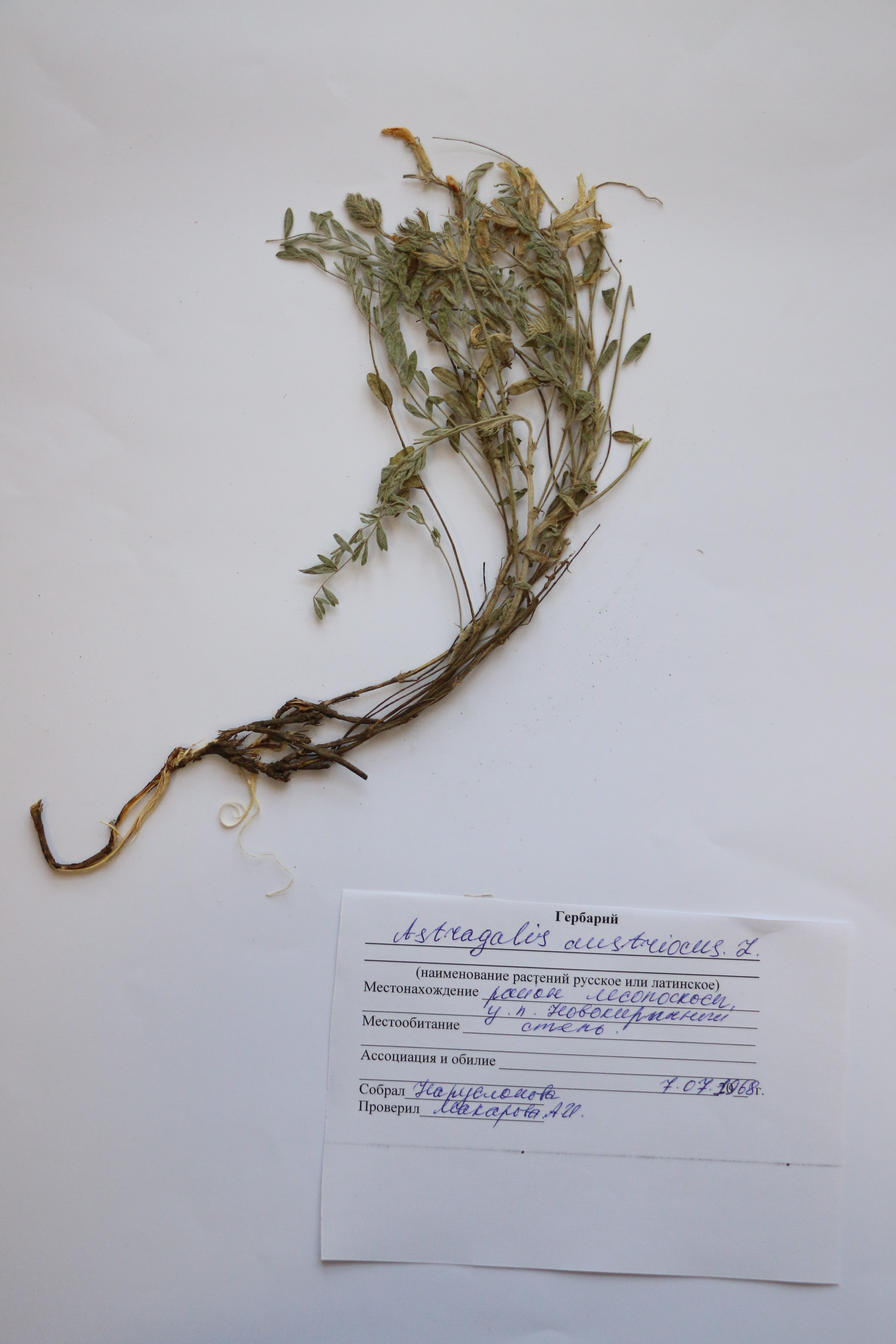 Astragalus austriacus L. – Астрагал австрийский - Австрия таспасы