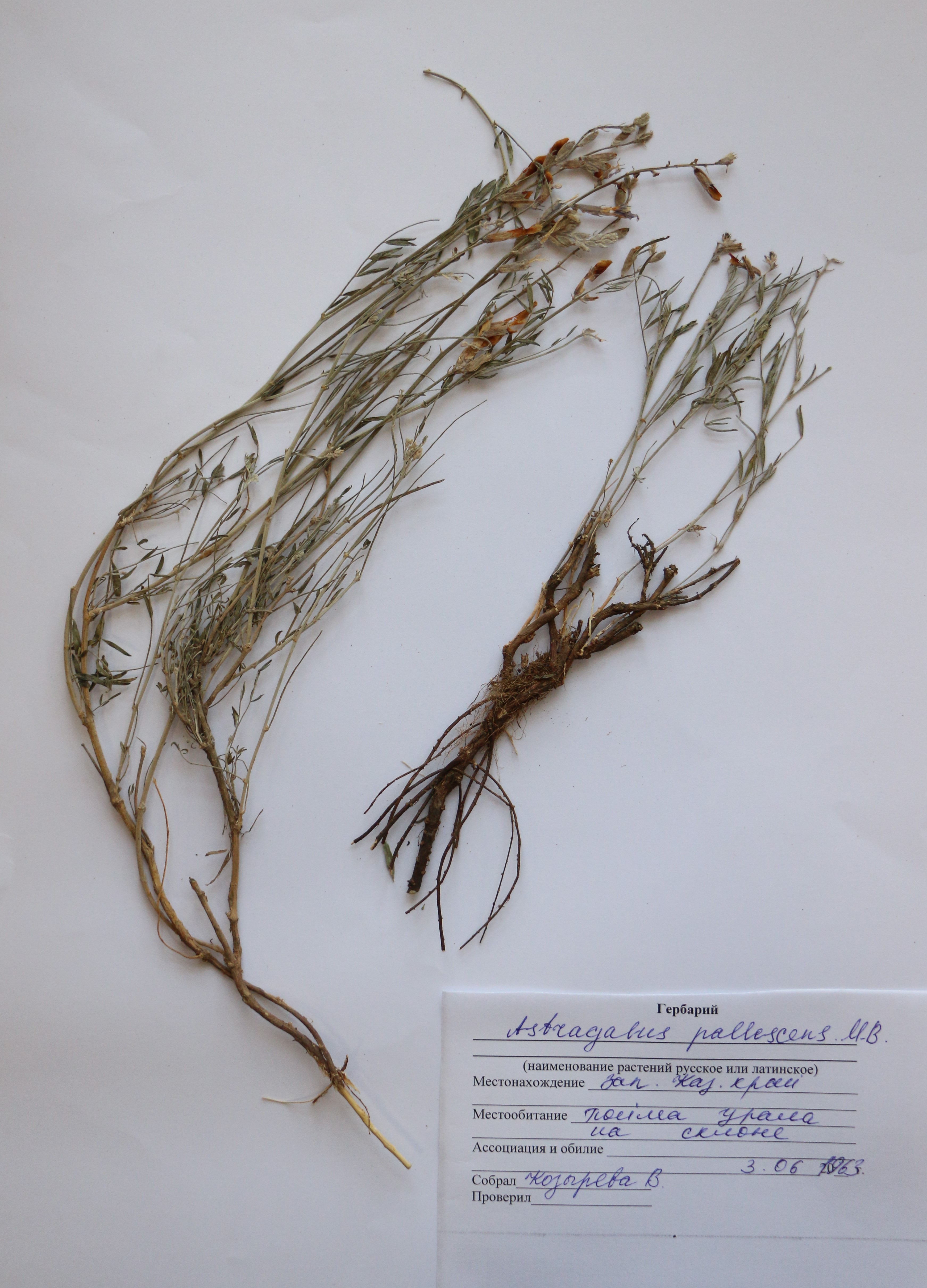 Astragalus   pallescens M.B.- Астрагал бледнеющий - Ақшыл таспа 