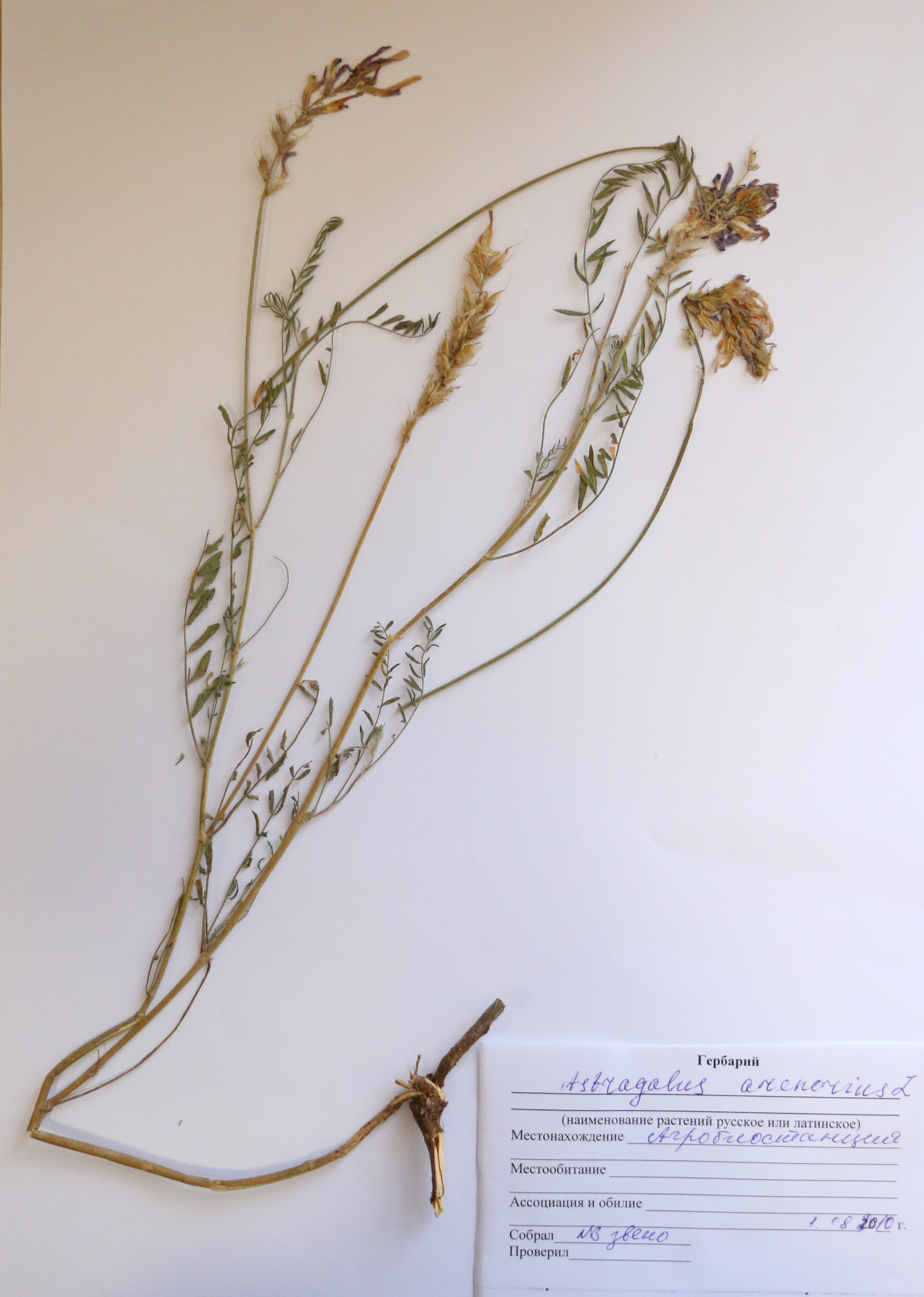 Astragalus arenarius L.- Астрагал  песчаный - Құмды ақшатай таспа 