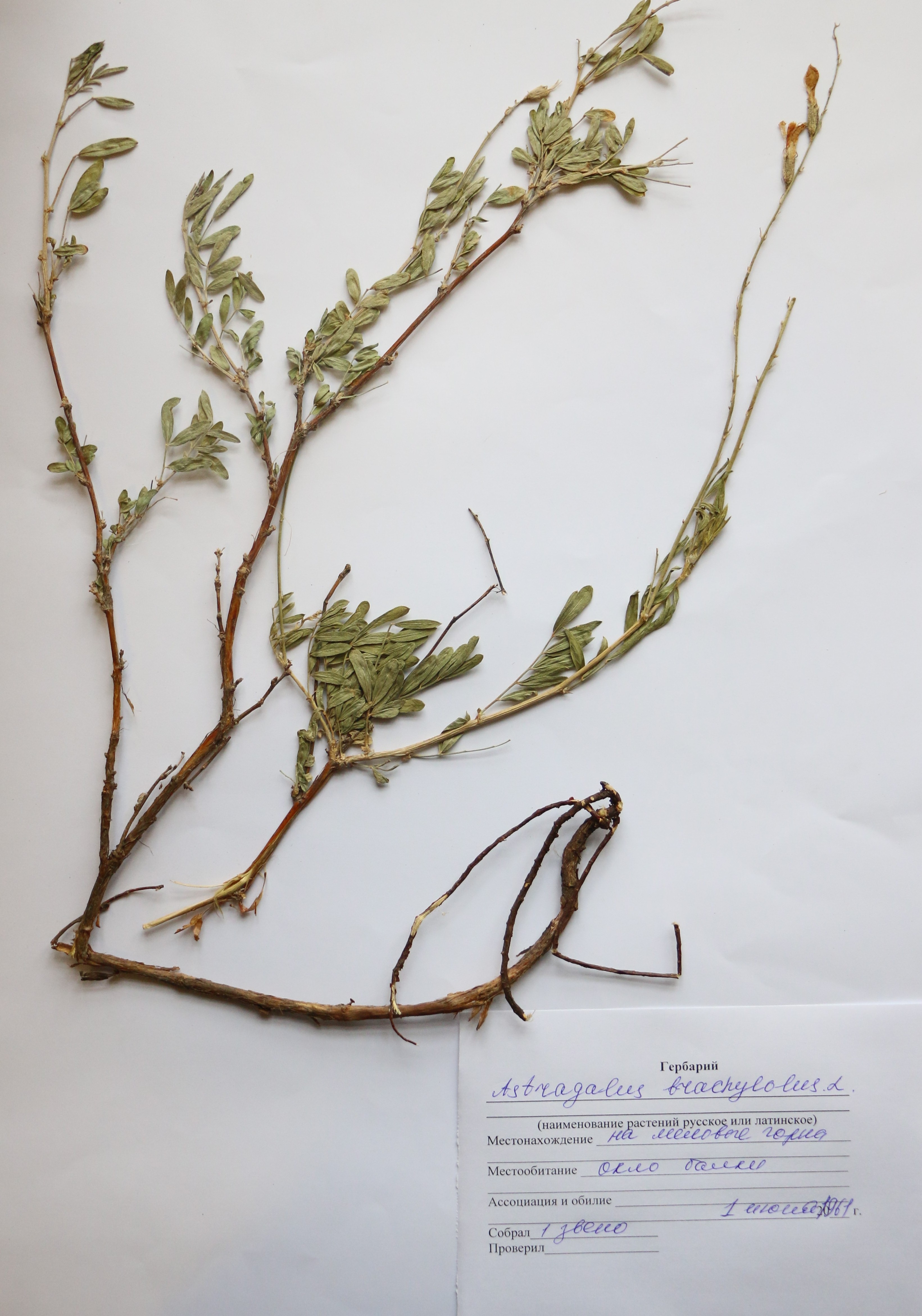 Astragalus  brachylobus D. C. - Астрагал коротколопастной - Қысқабұршақ таспа