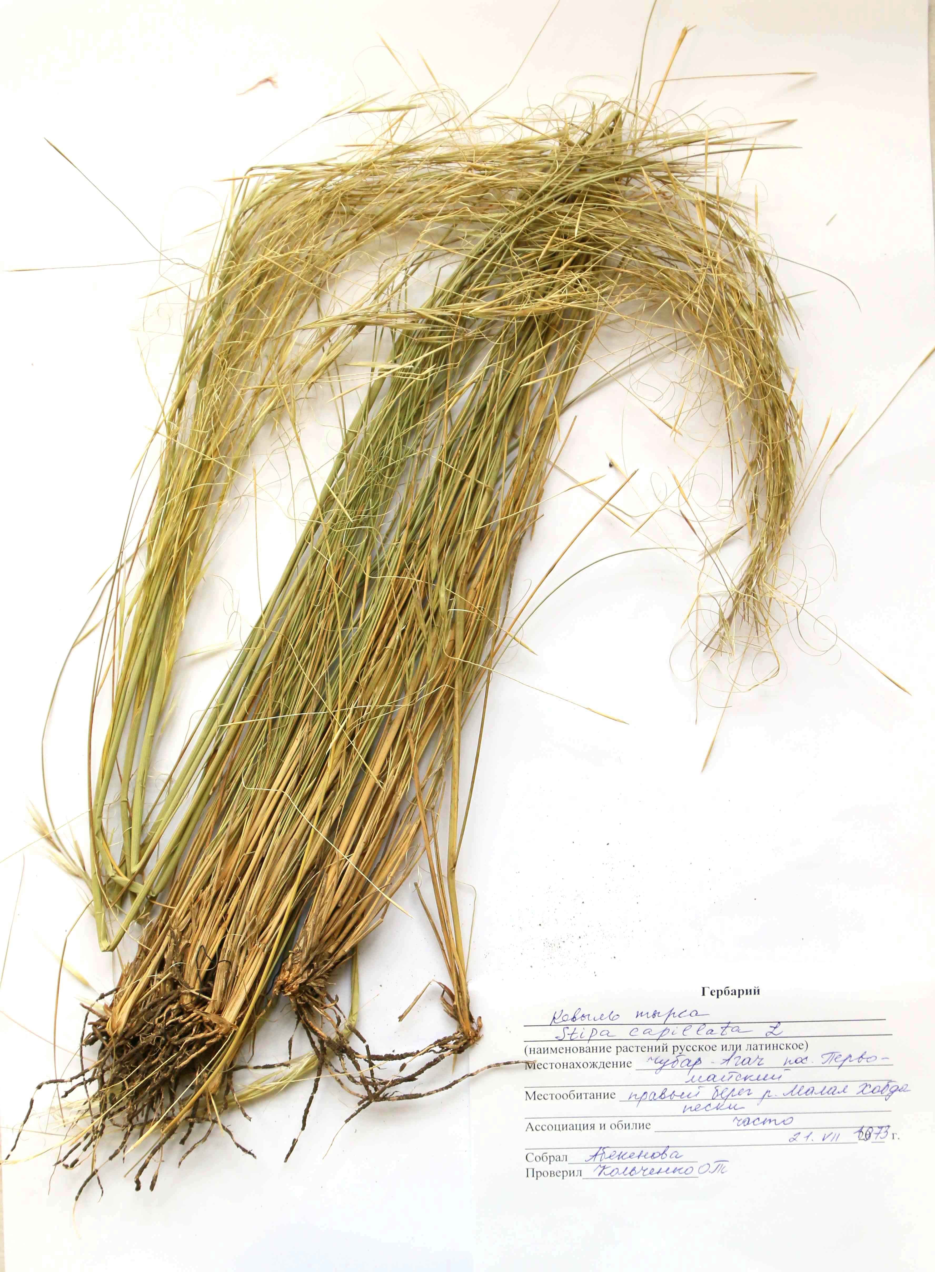 Stipa capillata L. - Ковыль волосатик, тырса - Қылтаң селеу, садақбоз қау