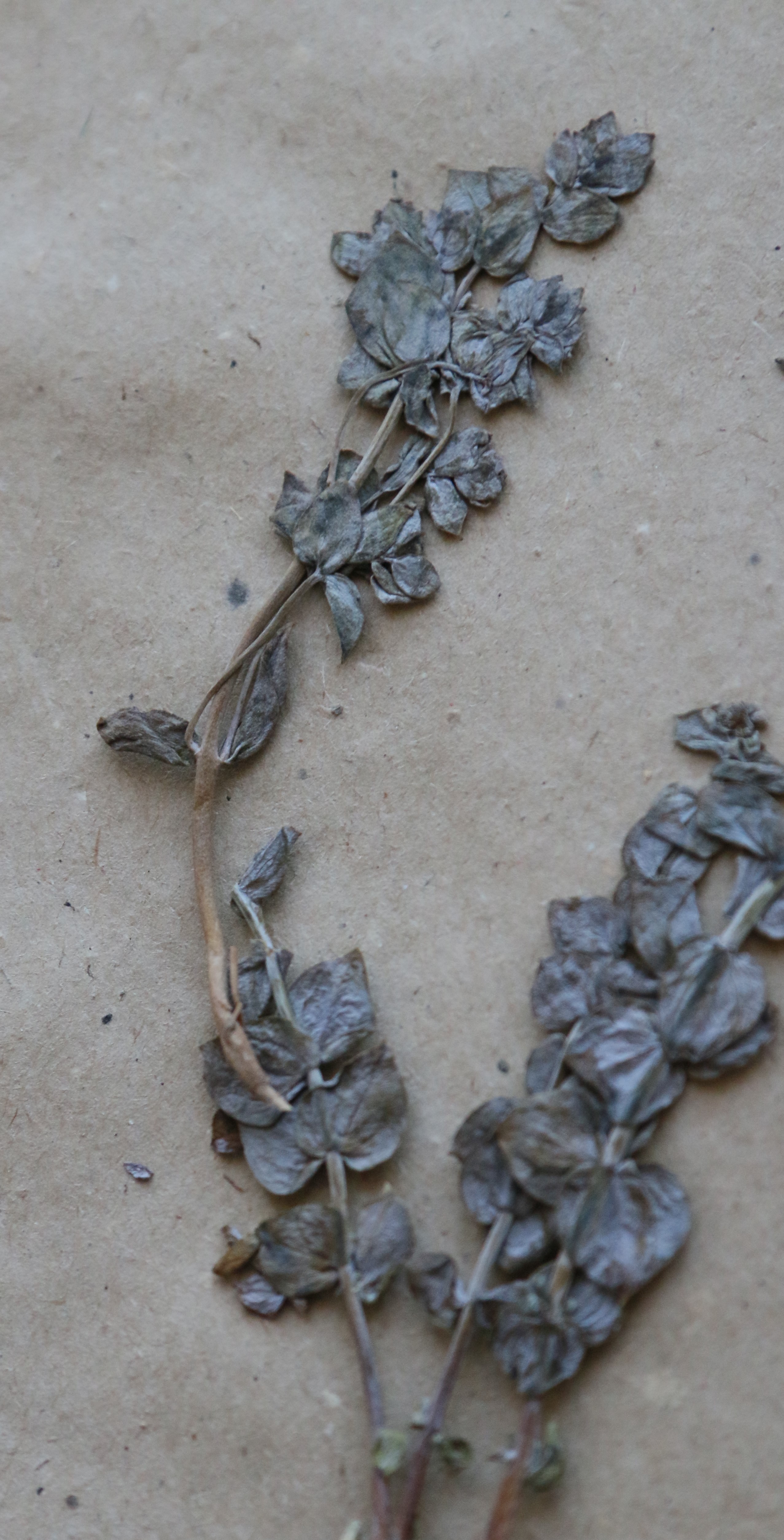 Linaria cretacea Fisch.ex Sprenq.-  Льнянка меловая - Бор сиякөгi