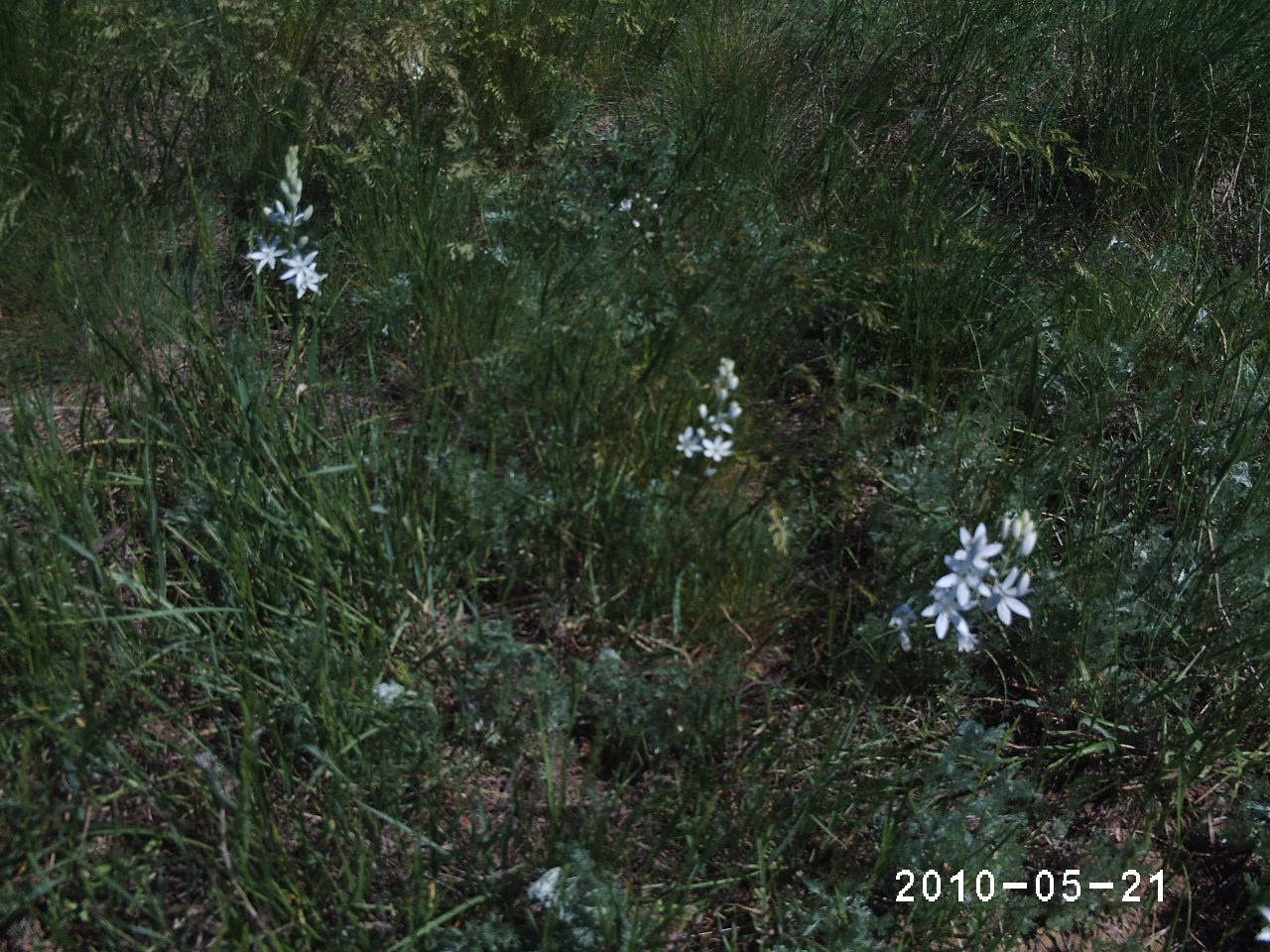 Ornithogalum fischerianum H.Krasch. - Птицемлечник Фишера -Фишер құссүттiгенi  