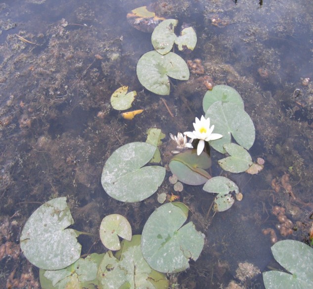 Nymphaea alba L. - Кувшинка белая - Ақ тұңғиық